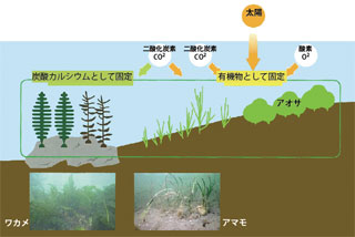 海草・藻類による光合成